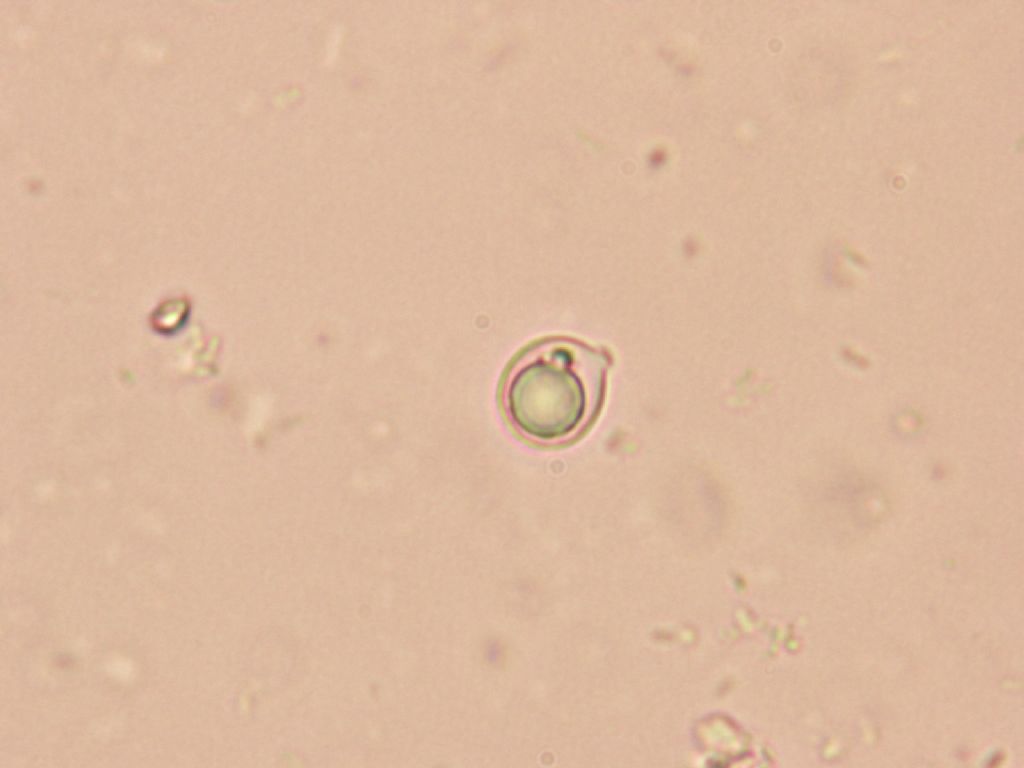 Indagine microscopica